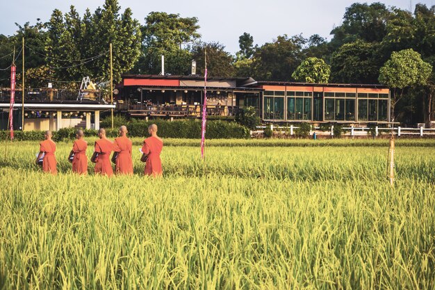 Monnik met Paddy Rice-gebied in Thailand