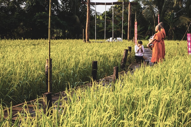 Monnik met Paddy Rice-gebied in Thailand