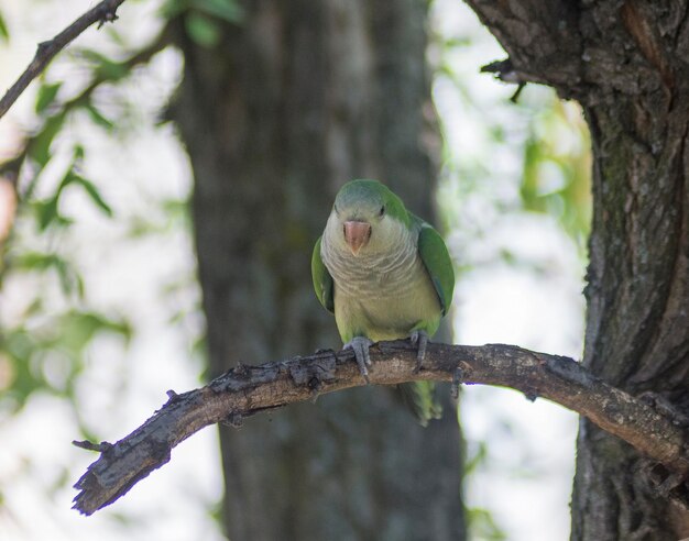 Monniksparkiet (Myiopsitta monachus)