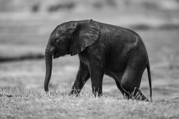 Photo mono baby african elephant walks on riverbank