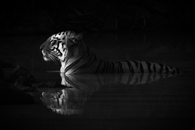 Photo mono bengal tiger lying in shadowy waterhole