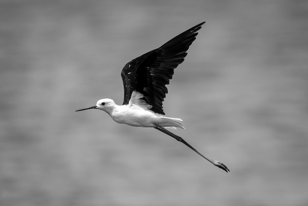 Photo mono black-winged stilt in sunshine raising wings
