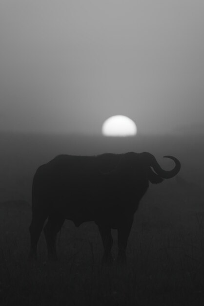 Photo mono buffalo stands silhouetted before rising sun