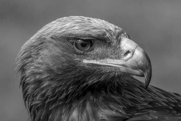 Photo mono close-up of head of golden eagle