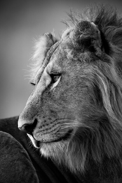 Foto mono primo piano di un leone maschio che guarda a sinistra