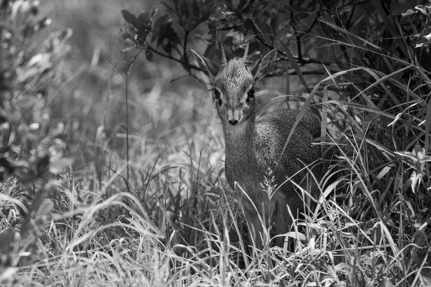 Photo mono kirk dik-dik in grass by bushes