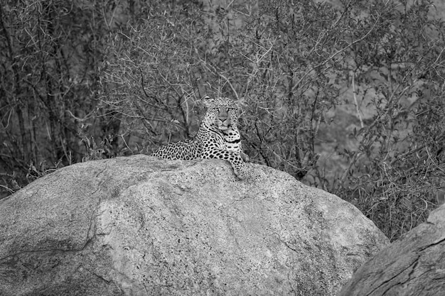 Photo mono leopard on rock with bushes behind