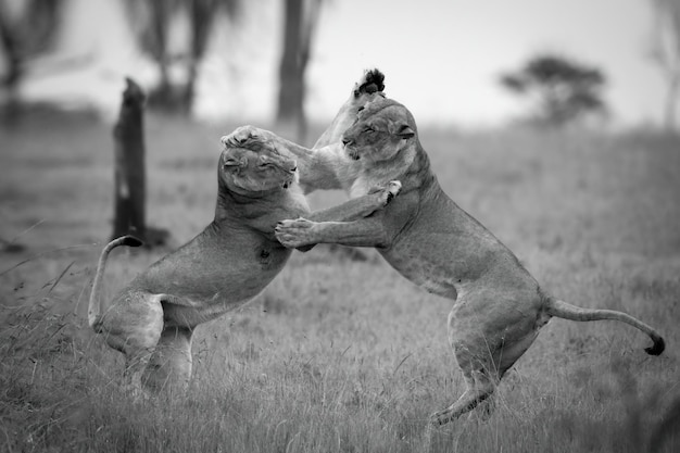 Photo mono lionesses play fight on hind legs