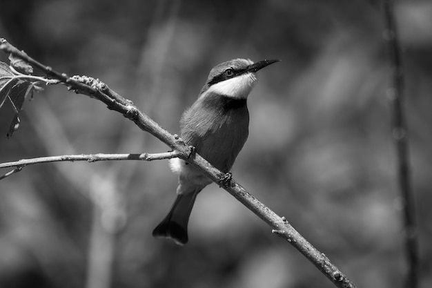 Mono little bee-eater on branch showing catchlight