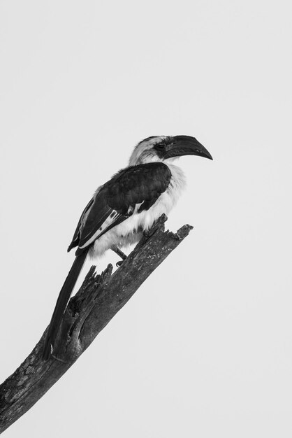 Foto mono vrouw von der decken hoornbill perching