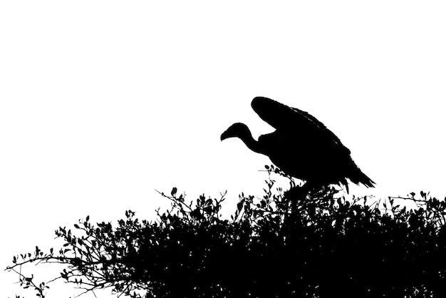 Photo mono white-backed vulture crouched on leafy bush