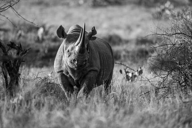 Mono zwarte neushoorn tussen struiken tegenover de camera