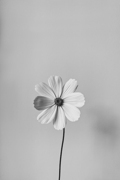 Monochrome black and white photo of elegant white daisy chamomile flower Aesthetic flower composition