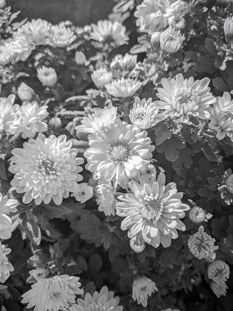 Photo monochrome blooms timeless elegance in shades of gray