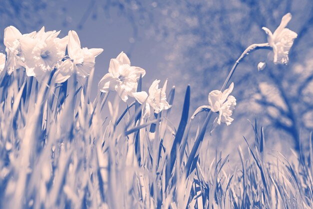 Monochrome image of daffodils in spring Film photography seasonal and floral concept