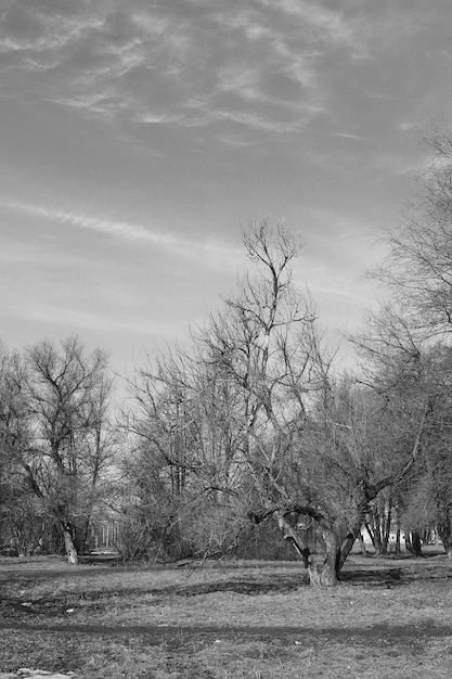 흑백 풍경 봄 공원 벌거 벗은 나무