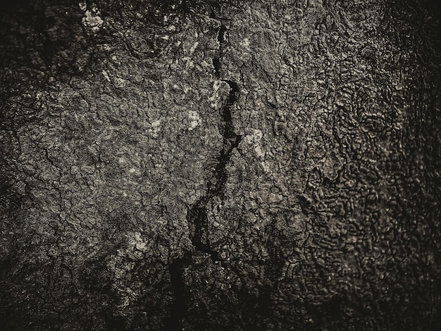 Photo monochrome mold cement wall with crack broken background fungus on a rock and detail texture