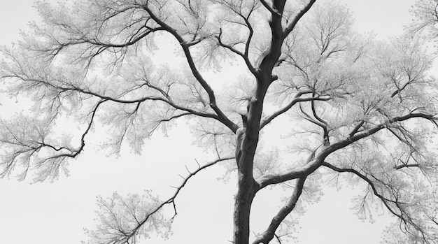 Монохромная безмятежность Графические черно-белые ветки деревьев на белом фоне