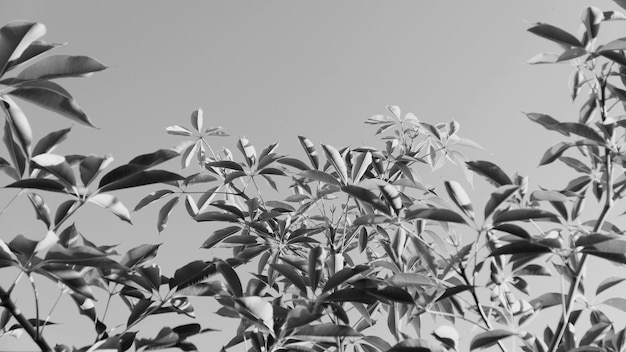 Photo monochrome view of plant against sky