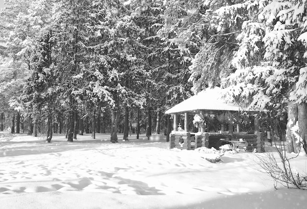 Monochrome wooden gazebo in forest in winter sunny day