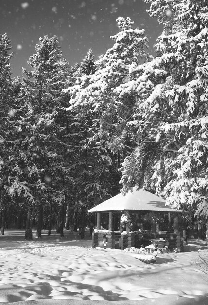 Gazebo in legno monocromatico nella foresta in giornata di sole invernale