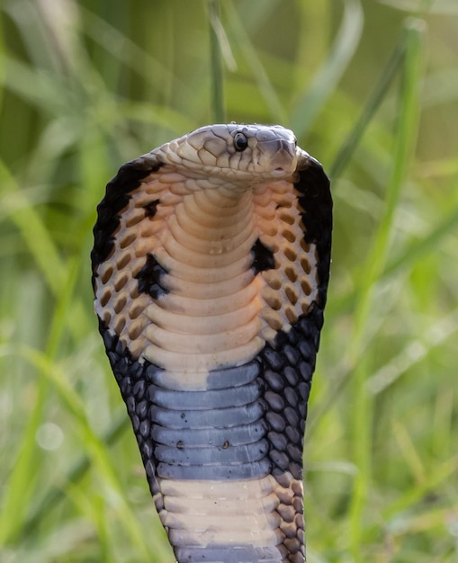 Monocled Cobra on the ground Animal portriat