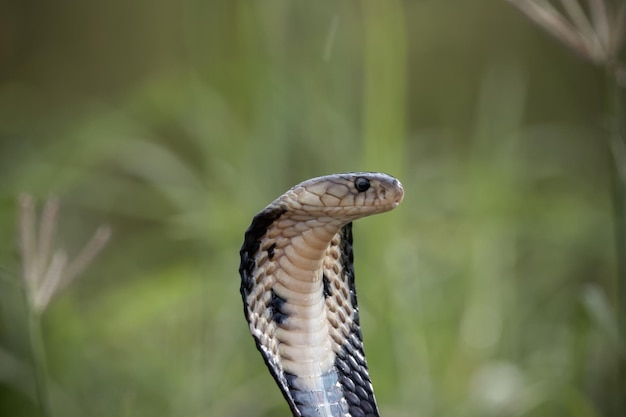 Monocled Cobra on the ground Animal portriat