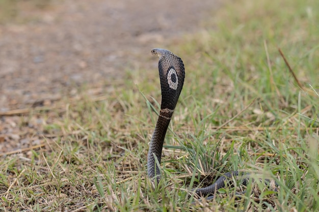 Monocled cobra on the ground animal portriat