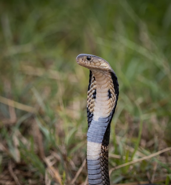 Monocled cobra on the ground animal portriat