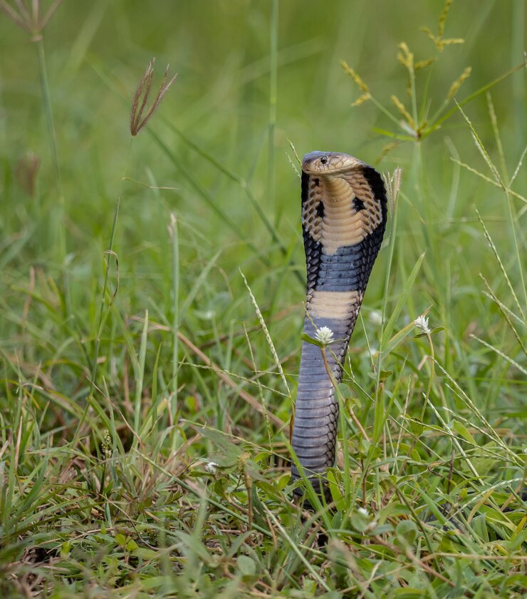 Monocled Cobra op de grond Dierenportret