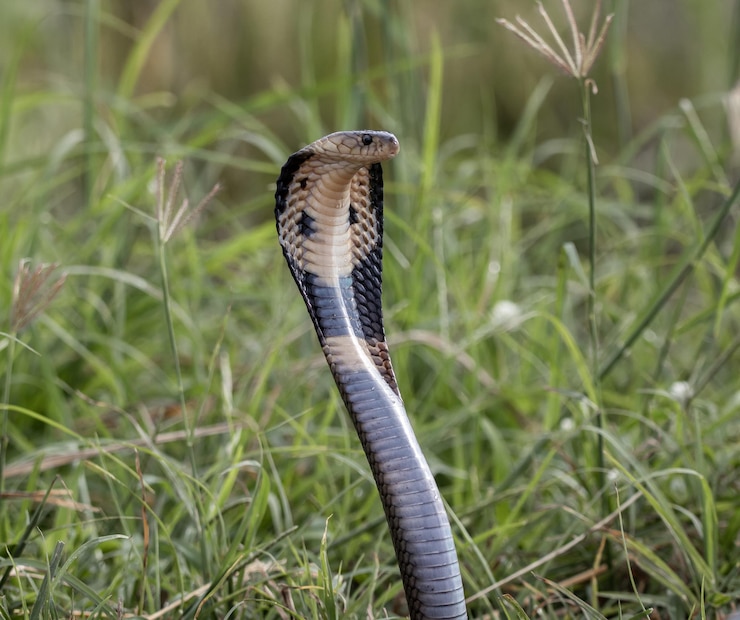 Monocled Cobra op de grond Dierenportret