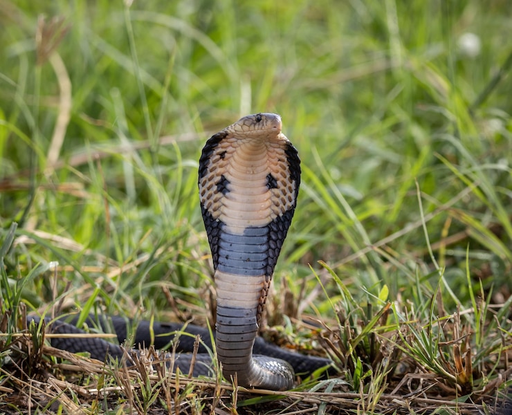 Monocled Cobra op de grond Dierenportret