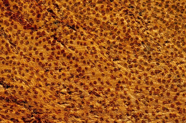 The monocot vein textures on coconut tree trunk Cocos nucifera