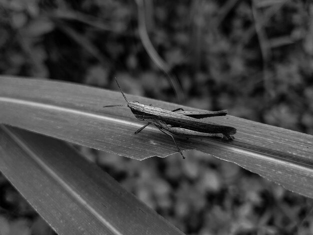 Monokrom Grasshopper on the leaf background beautiful nature concept tropical leaf