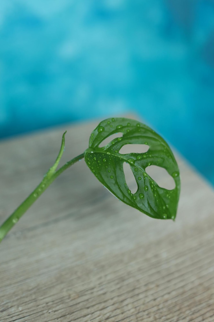 Photo monstera adansonii adansons monstera 원숭이 마스크 스위스 치즈 식물 또는 5개 구멍 식물