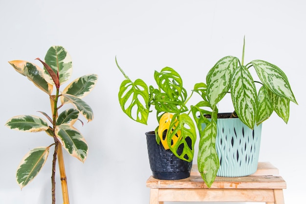 Monstera adansonii и фикус эластичный