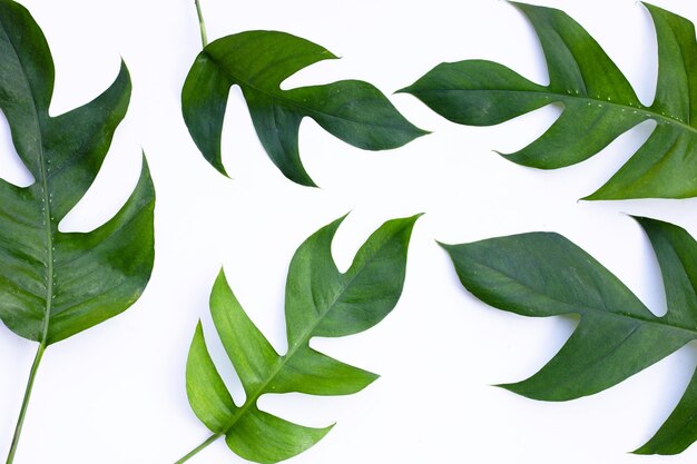 Monstera adansonii or monstera deliciosa liebm leaves on white background Copy space