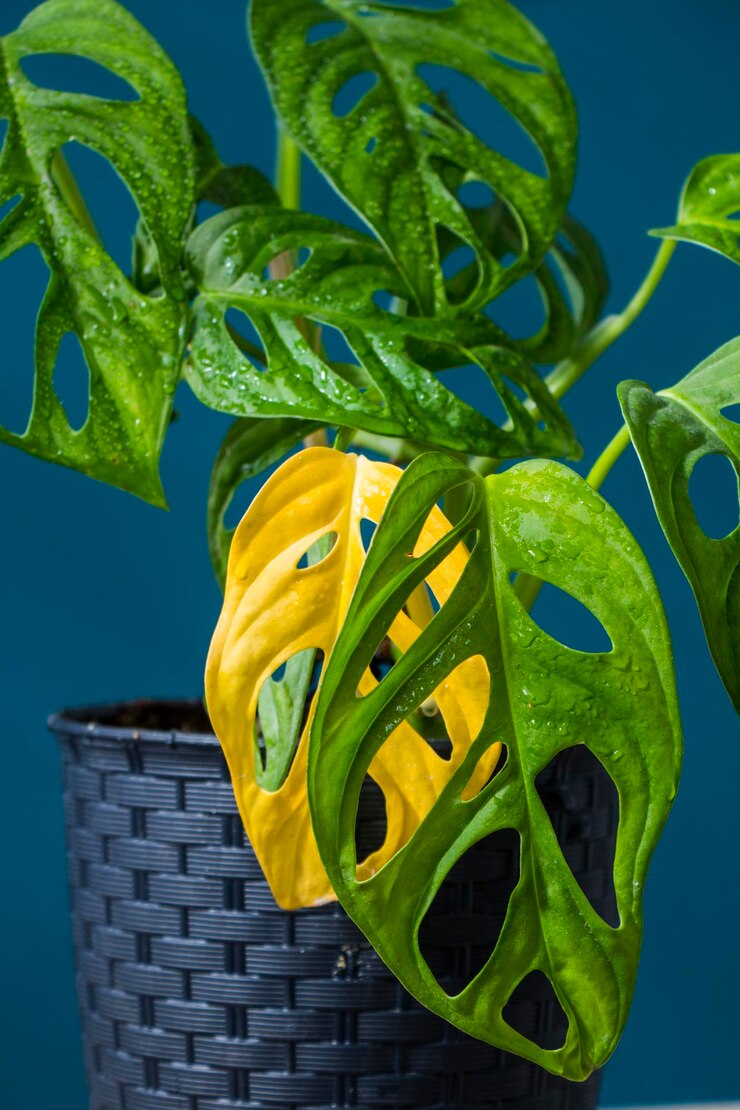モンステラ adansonii 植物クローズ アップこれまで緑の観葉植物