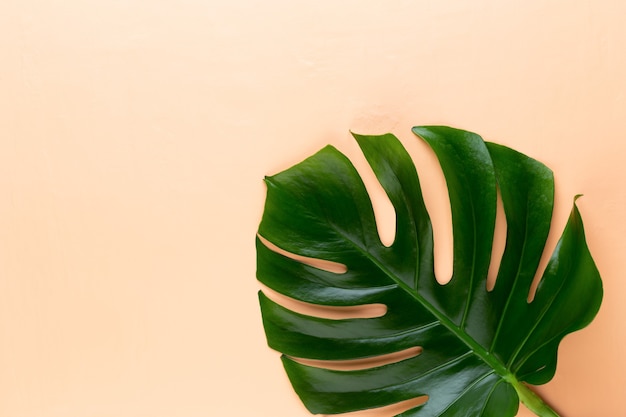 Monstera blad op kleurentafel