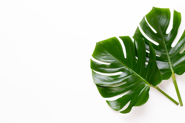 Monstera blad op witte houten achtergrond. palmblad, echt tropisch oerwoud gebladerte zwitserse kaasplant. plat leggen en bovenaanzicht.