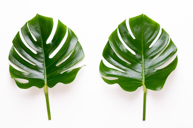 Monstera blad op witte houten achtergrond