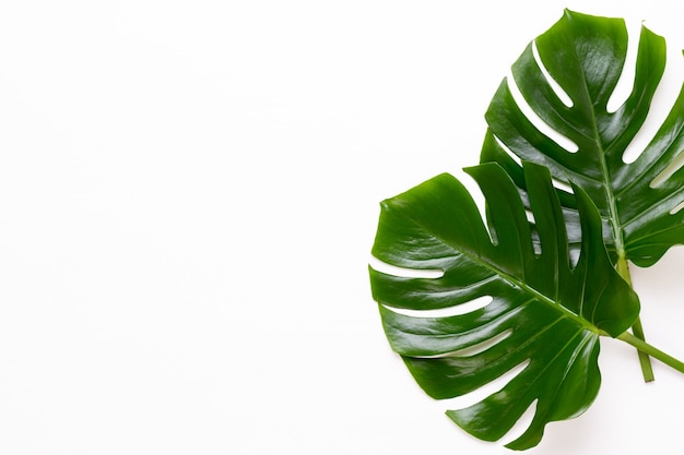 Monstera blad op witte houten tafel