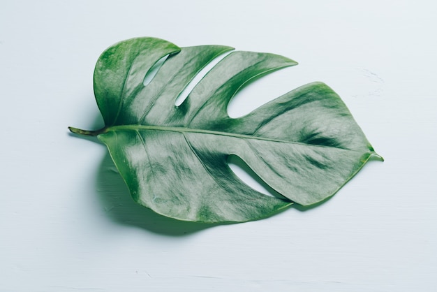 Monstera blad