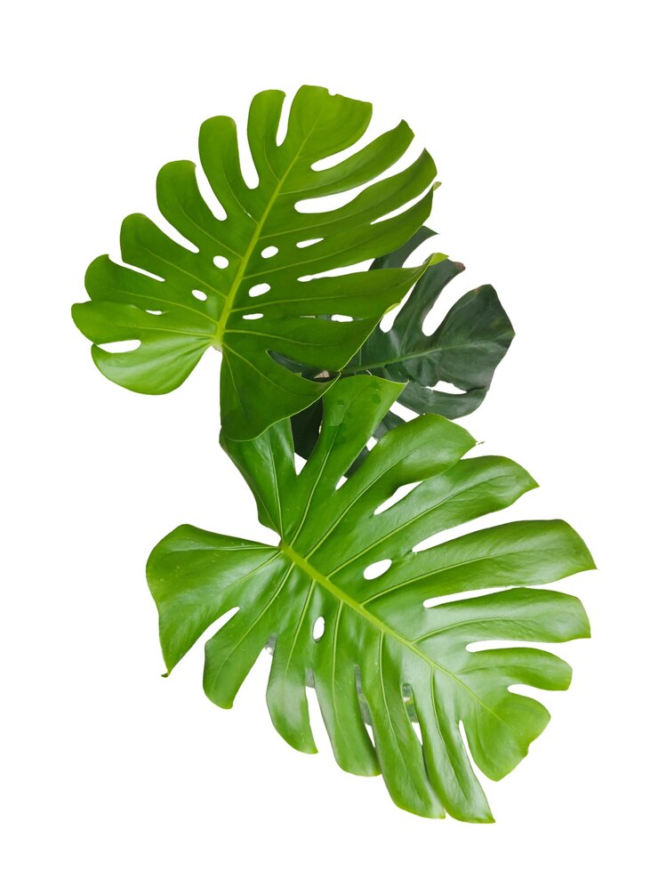 Foto monstera bladeren geïsoleerd op witte achtergrond met clipping paden voor grafisch ontwerp of behang