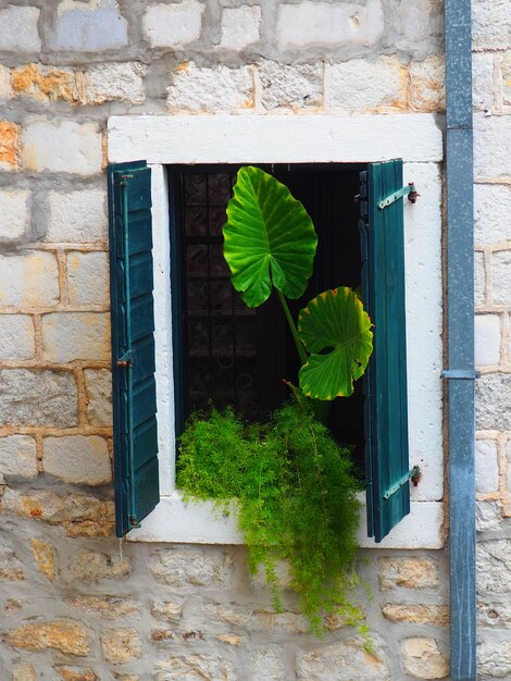 Monstera bladeren in het raam uitzicht vanaf de straat Herceg Novi Montenegro Luiken en een stenen oude muur Adriatische mediterrane architectuur Tropische planten klimplanten geslacht Aroid familie Araceae