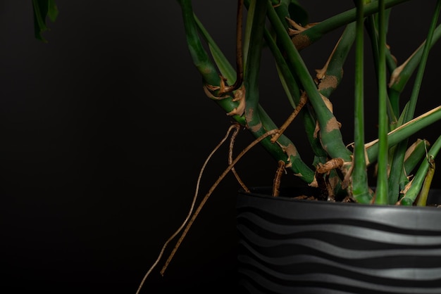 Monstera deliciosa aerial roots closeup