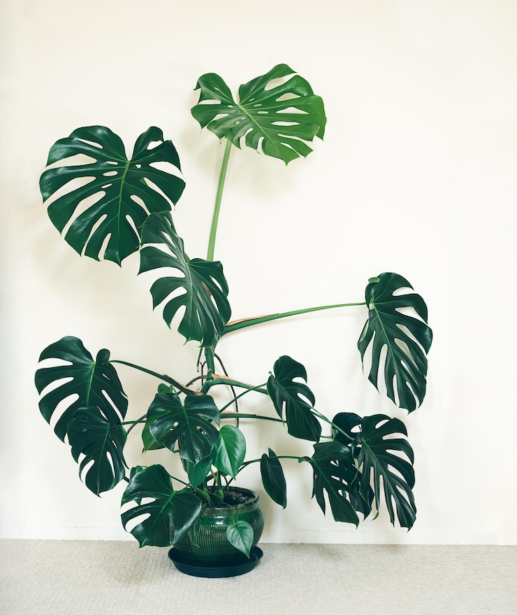 Photo monstera deliciosa big plant on a light background in a green flower pot