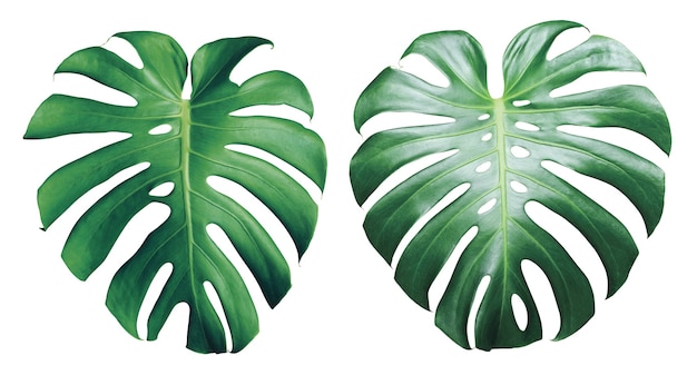 Monstera deliciosa gebladerte geïsoleerd op witte achtergrond