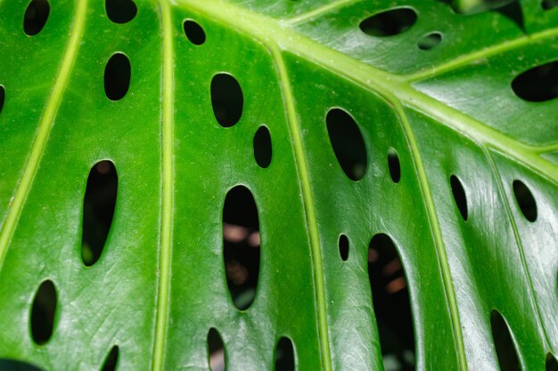 Monstera deliciosa leaf close up texture background