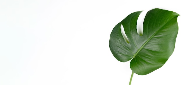 Monstera deliciosa leaf on a white background with copy space closeup